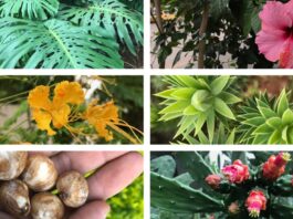 identificar plantas